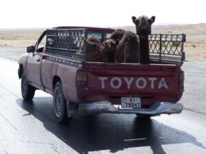 London to Capetown record attempt, camel in Sudan